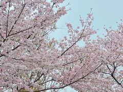-顾村公园