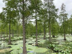 -池杉湖湿地公园