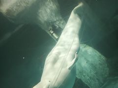 -海合安武汉极地海洋公园