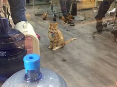 -PETKIT小佩宠物(古北店)
