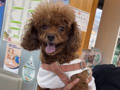 -爱侣宠医·鹦鹉专科·小型哺乳类·异宠专科(灵石路店)