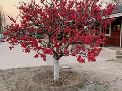 -永定河休闲森林公园