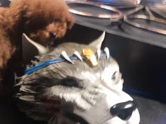 -AOE 火焰 剧本密室狼人杀