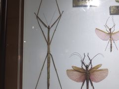 -上海昆虫博物馆