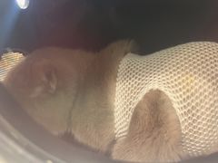 -艾吉宠物医院·疑难杂症转诊中心·猫友好(碧江路院)