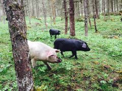 -硗碛藏寨·神木垒景区