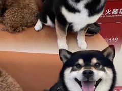 -是阿柴呀！柴犬咖啡·爱喵喵猫咖
