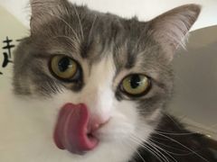 -Catmate·猫肥家润(金润铂宫店)