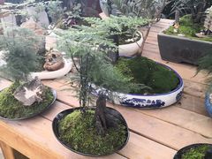 -三圣花乡旅游区