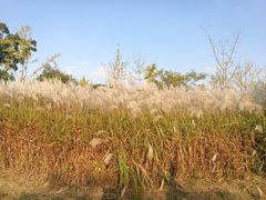 -梁鸿国家湿地公园