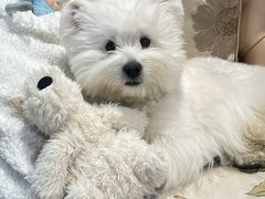 -翊宠yipet猫狗购宠庄园犬舍•猫舍