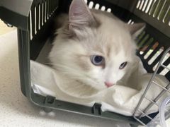 -宠颐生动物医院·心脏科·保险定点(锦阳分院)