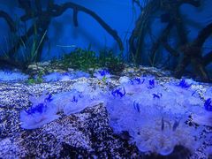 -瑞普利水族馆