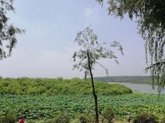 -丁香湖公园