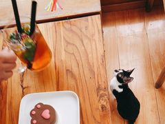 -猫小院猫主题餐厅(南锣旗舰店)