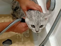 -老吴的猫·猫舍(新区店)