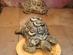 -上海大自然野生昆虫馆