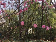 -大蜀山国家森林公园