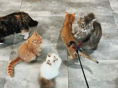 -楼上猫咖(罗湖店)