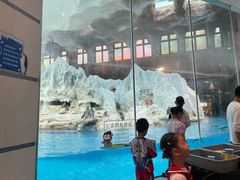 -帝企鹅自助餐厅•儿童岛•真企鹅(长隆企鹅酒店)