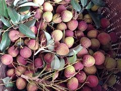 -从化深英荔枝黄皮龙眼采摘园
