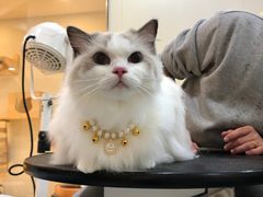 -momokira米努特·德文卷毛猫·棉花面纱犬