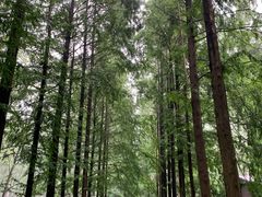 -合肥滨湖国家森林公园