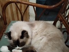 大堂-猫色咖啡·猫咖