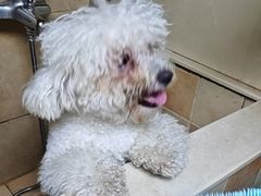 -佳雯宠物医院·皮肤科·内外科(春晓路分院)