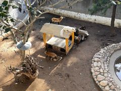 -西霞口神雕山野生动物世界