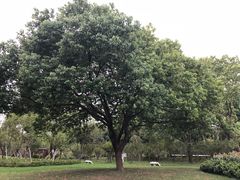 -昆山城市生态森林公园