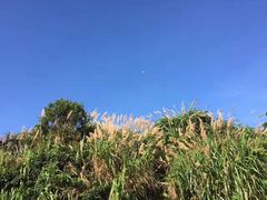 -枸杞岛