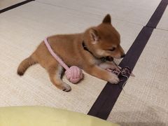 -逗柴咖啡屋·狗咖猫咖宠物桌游