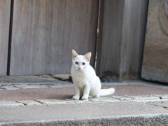 -龙华寺