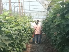 -庞各庄翠芳园西瓜蔬菜基地采摘园