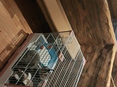 -猫猫幼稚园·撸猫·桌游·电玩