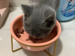 -东方名猫馆·英短金渐层布偶猫舍(环线广场1号楼店)