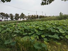 -大塘金香草谷