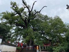 -新安江山水画廊风景区