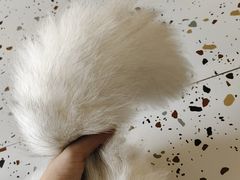 -柚子猫舍·精品猫舍购猫·猫咪认养·购宠·宠物店