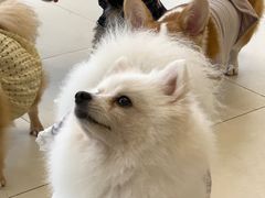 -怪兽屋·羊驼·猫咖·狗咖(俊华广场店)