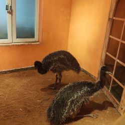 -Zoolung Zoolung动物主题公园(海信广场店)