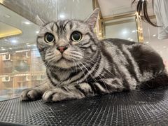 -钦宠·猫咪售卖·洗护·寄养(东圃旗舰店)