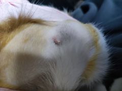 -乐派堂宠物医院·猫友好· 心脏科(东街店)