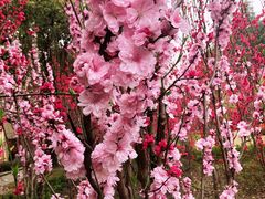 -上海市龙华烈士陵园