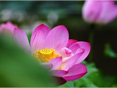 -陈家山荷花公园