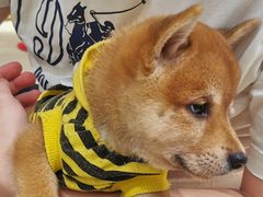 -逗柴咖啡屋·狗咖猫咖宠物桌游