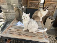 -喵屿·大理花园猫咖