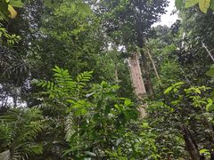 -武吉知马自然保护区