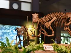-自贡恐龙博物馆
